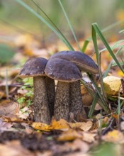 Birch bolete (Leccinum scabrum) in autumn forest, Mönchbruch nature reserve, Rüsselsheim am Main,