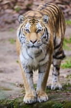 Siberian tiger or Amur tiger (Panthera tigris altaica) standing on the ground, captive, habitat in