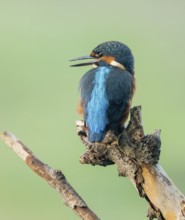 Kingfisher (Alcedo atthis) sitting on an old branch, perch and looking for prey, Lower Saxony,