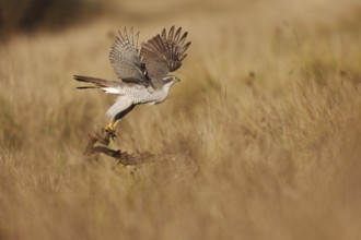 A female Northern Goshawk takes flight from a branch, wings spread wide against a backdrop of