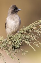 Common Bulbul (Pycnonotus barbatus) perched on a branch, Rgabi, Morocco