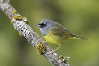 MacGillivray's Warbler (Geothlypis tolmiei), British Columbia, Canada