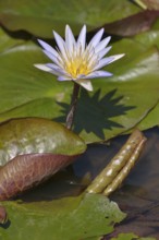 Blue Lotus (Nymphaea caerulea), South Luangwa National Park, Luangwa Valley, Zambia
