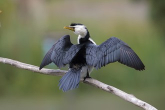 Little Pied Cormorant (Microcarbo melanoleucos), Victoria, Australia