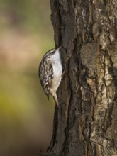 Tree Creeper (Certhia familiaris), on a tree stem, searching for insects under the bark, Hesse,