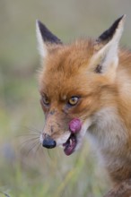 Red Fox (Vulpes vulpes) adult licks his lips, Netherlands