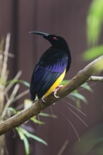 Twelve-wired bird-of-paradise (Seleucidis melanoleucus) adult male perched on a branch, native to