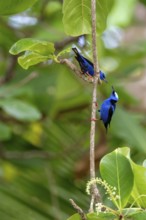 Turquoise Sunbird (Cyanerpes cyaneus), two birds sitting on a branch, Corcovado National Park, Osa,