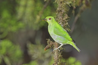 Green Honeycreeper Chlorophanes spiza Las Cruces OTS Station, San Vito, COSTA RICA 5 November Adult