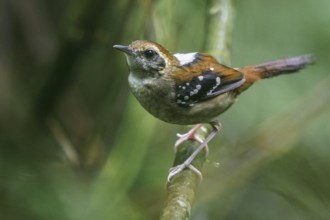 Squamate Antbird (Myrmeciza squamosa) perched on a branch in the Atlantic rainforest of southeast