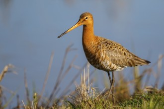 Black-tailed Godwit (Limosa limosa) male, Netherlands