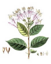 Cinchona montana, cinchona tree, digital reproduction of a historical model, between 1790 and 1810