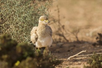 Eurasian Stone-curlew (Burhinus oedicnemus) juvenile, Morocco