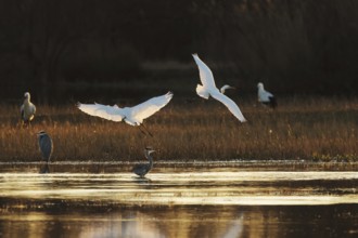 Graceful egrets take flight over a tranquil marsh, their wings illuminated by the golden glow of