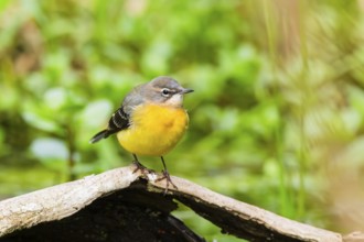 Grey Wagtail (Motacilla cinerea) sitting on an old wood, wildlife, Germany