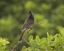 Red-vented Bulbul (Pycnonotus cafer) at Kailua Hawaii