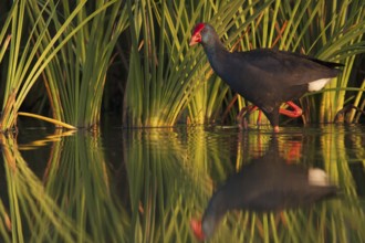 Western Swamphen (Porphyrio porphyrio), Andalusia, Spain