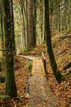 The Hausbachklamm gorge in autumn. A hiking trail leads through the forest. Weiler-Simmerberg, West