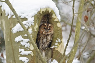 Tawny Owl (Strix aluco), Rhineland-Palatinate, Germany