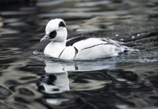 Red-breasted Merganser (Mergellus albellus), swimming in the water, Alaska, USA