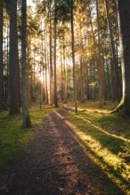 A quiet path through the forest, illuminated by the warm light of the low sun, Unterhaugstett,