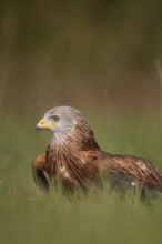 Red kite (Milvus milvus) adult raptor bird of prey in grassland, England, United Kingdom