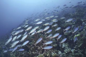 Red Sea Fusilier (Caesio suevica)