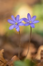 Liverwort, (Anemone hepatica), flower, early bloomer, plant, Steinhagen, Lower Saxony, Germany,