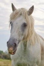 White Camargue horse with long mane standing in a meadow in front of a cloudy sky, summer,