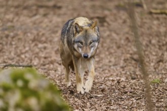 A wolf walks along a forest path covered with leaves, Wolf (Canis Lupus), Germany