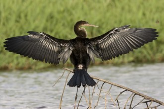 Anhinga