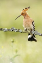 Eurasian Hoopoe (Upupa epops) male perched on a branch, Castile, Spain