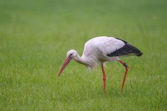 White Stork (Ciconia ciconia) foraging, North Rhine-Westphalia, Germany
