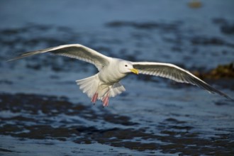 Glaucous-winged Gull (Larus glaucescens), Alaska, USA