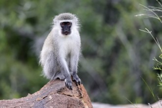 Vervet Monkey (Chlorocebus pygerythrus), adult, on rocks, alert, Mountain Zebra National Park,