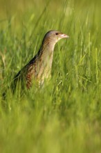 Corn Crake (Crex crex), Saxony-Anhalt, Germany