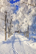 Line of trees with hoarfrost by a road to a cottage on a cold sunny winter day, Sweden