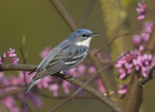 Cerulean Warbler (Setophaga cerulea), Ohio, USA