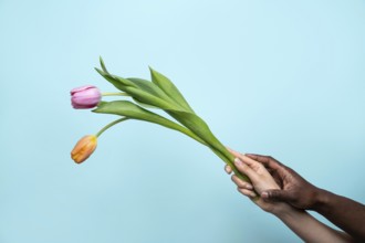 A close-up shot of multiethnic hands of a man and woman gently holding a vibrant flower,