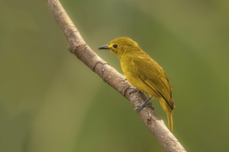 Goldbrauen-Bülbül (Acritillas indica) im Regenwald von Sri Lanka