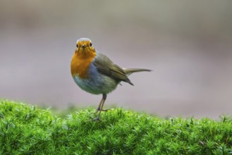 European Robin (Erithacus rubecula), Netherlands