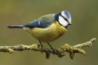 Eurasian Blue Tit (Cyanistes caeruleus), Utrecht, Netherlands