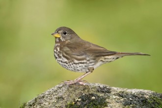 Sooty Fox Sparrow (Passerella unalaschcensis), British Columbia, Canada