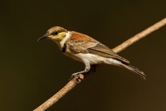 Banded Honeyeater (Cissomela pectoralis) juvenile, Western Australia, Australia