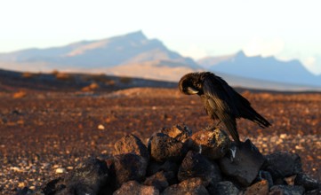 Raven (Corvus corax), semi-desert, Fuerteventura, Spain