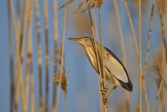 Little Bittern (Ixobrychus minutus) male, Greece