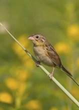 Henslow's Sparrow (Ammodramus henslowii) juvenile, Ohio, USA
