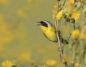 A male Common Yellowthroat, Geothlypis trichas, sings from a wild flower in a canola field, near