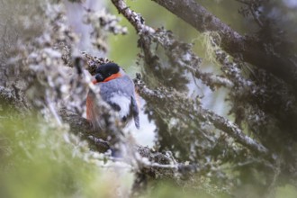 Bullfinch or bullfinch (Pyrrhula pyrrhula), male sits hidden on a lichen-covered branch,