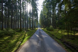 A straight road runs through a sunlit forest surrounded by tall trees, Mudau, Odenwald,
